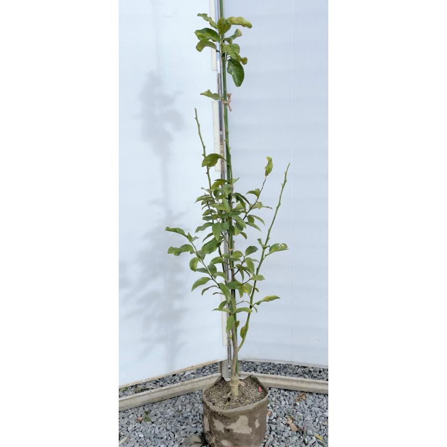 種苗登録レモンの木　璃の香　約1.5ｍ　現品発送　特大株　植木苗木　りのか　檸檬の木　常緑樹　シンボルツリー　鉢植えに　送料無料