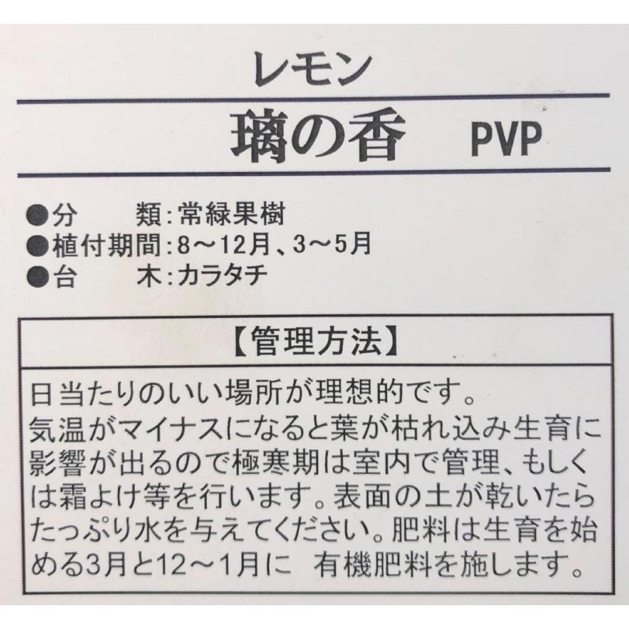 種苗登録レモンの木　璃の香　約1.5ｍ　現品発送　特大株　植木苗木　りのか　檸檬の木　常緑樹　シンボルツリー　鉢植えに　送料無料 