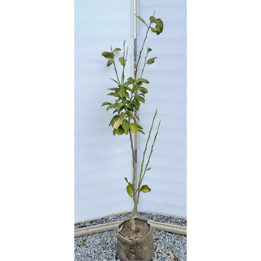 種苗登録レモンの木　璃の香　約1.5ｍ　現品発送　特大株　植木苗木　りのか　檸檬の木　常緑樹　シンボルツリー　鉢植えに　送料無料
