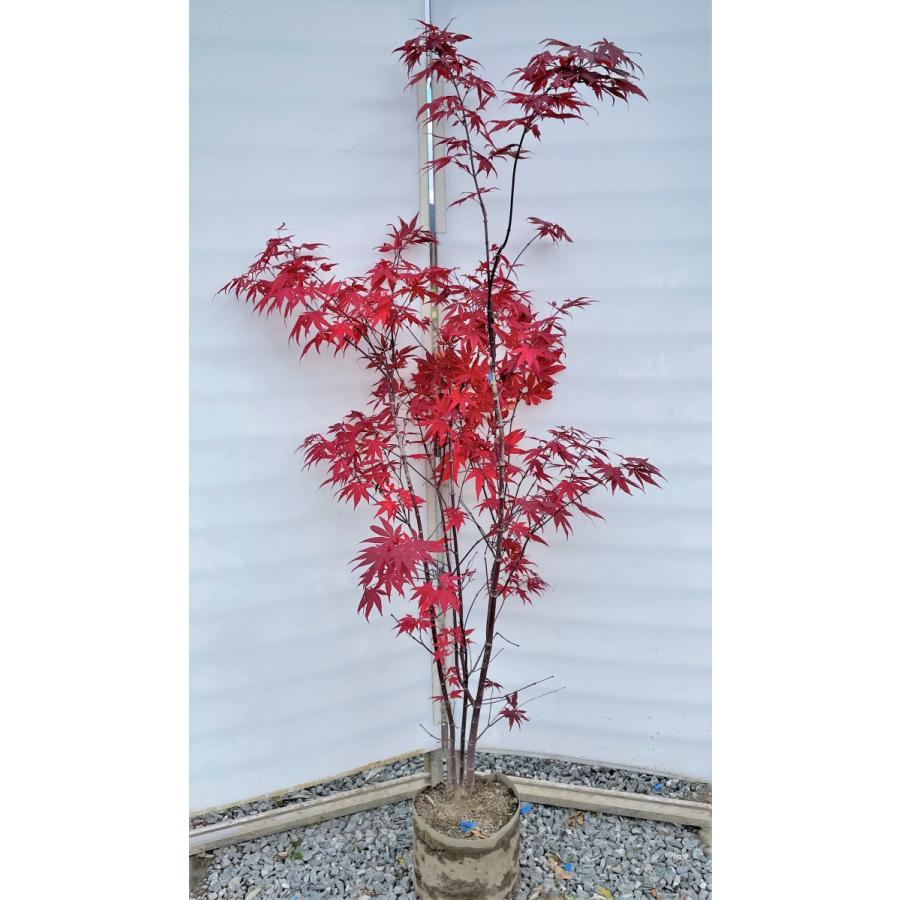 野村モミジ　株立ち　約1.8m　現品発送　特大株　植木苗木大苗　紫葉のノムラモミジ　野村紅葉　送料無料 落葉樹 CEG1112928669(10590円)