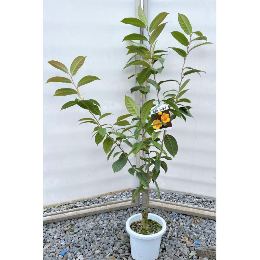 黄色い花のツバキ 金花茶 約1m 現品発送 特大植木苗木 大苗椿