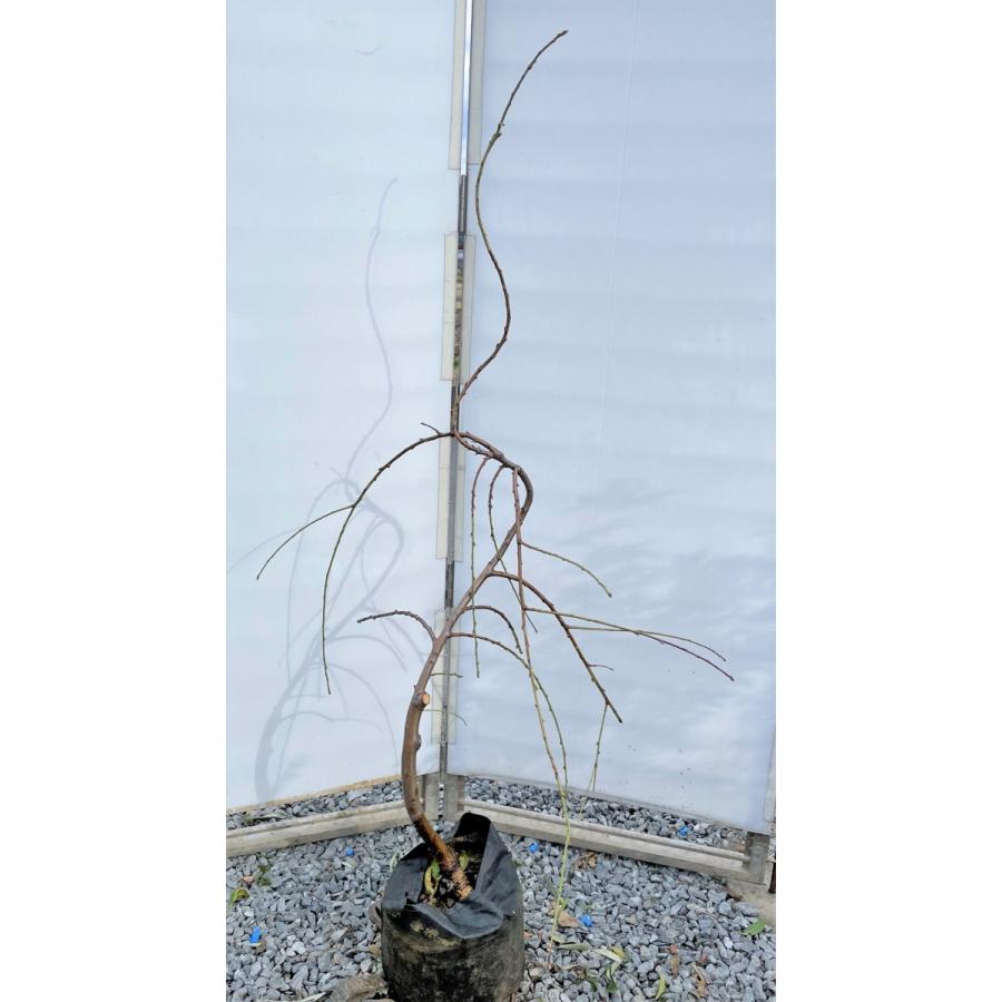 しだれ源平花桃 約1 6ｍ 現品発送 特大株 植木苗木大苗 源平しだれ花桃 源平シダレ桃 ３色咲き 希少種 送料無料 落葉樹 I Drain Be