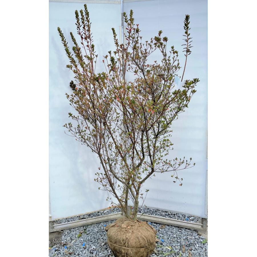 本霧島ツツジ　株立ち　約1.8ｍ　現品発送　超特大株　植木苗木大苗　ホンキリシマ　本キリシマ　常緑樹　送料無料(14840円)