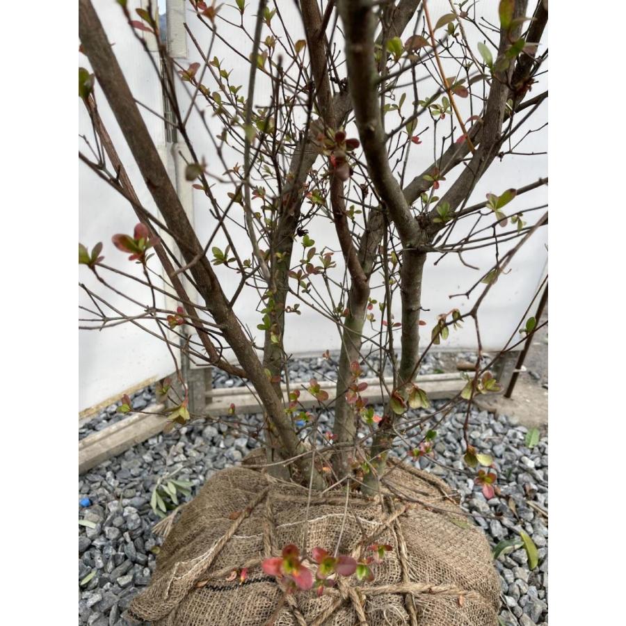 本霧島ツツジ　株立ち　約1.8ｍ　現品発送　超特大株　植木苗木大苗　ホンキリシマ　本キリシマ　常緑樹　送料無料 