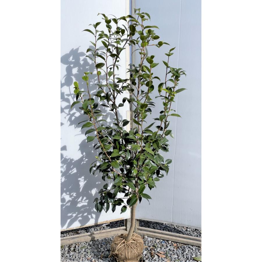 椿の木 ワビスケ 約1.5m 現品発送 白花 侘助 ツバキ 特大植木苗木大苗