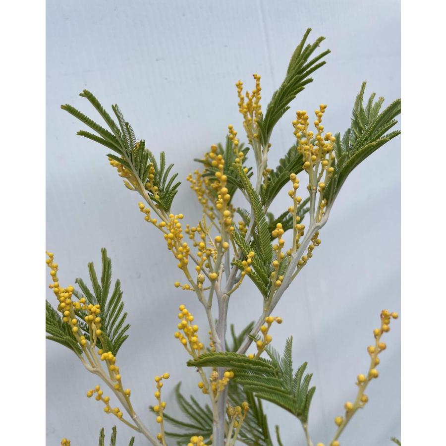 フサアカシア 約2m 現品発送 超特大株 植木苗木大苗 ミモザの木