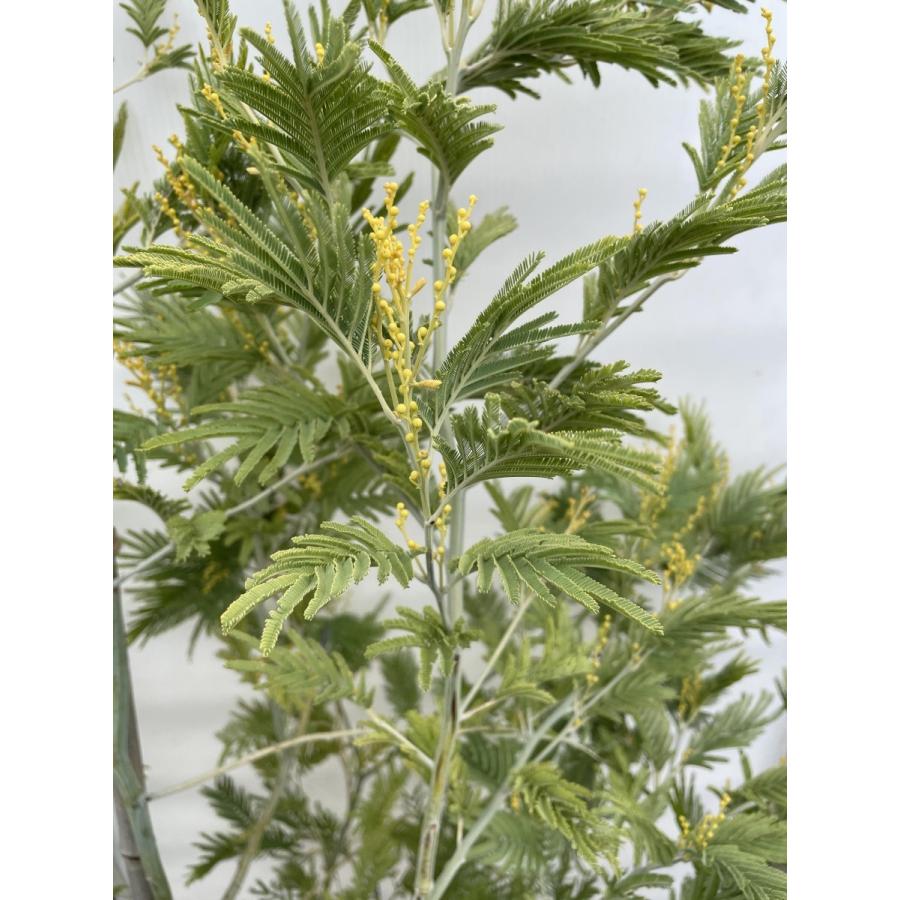 ミモザの木2m程度 フサアカシア 約2m 現品発送 超特大株 植木苗木大苗 ミモザの木