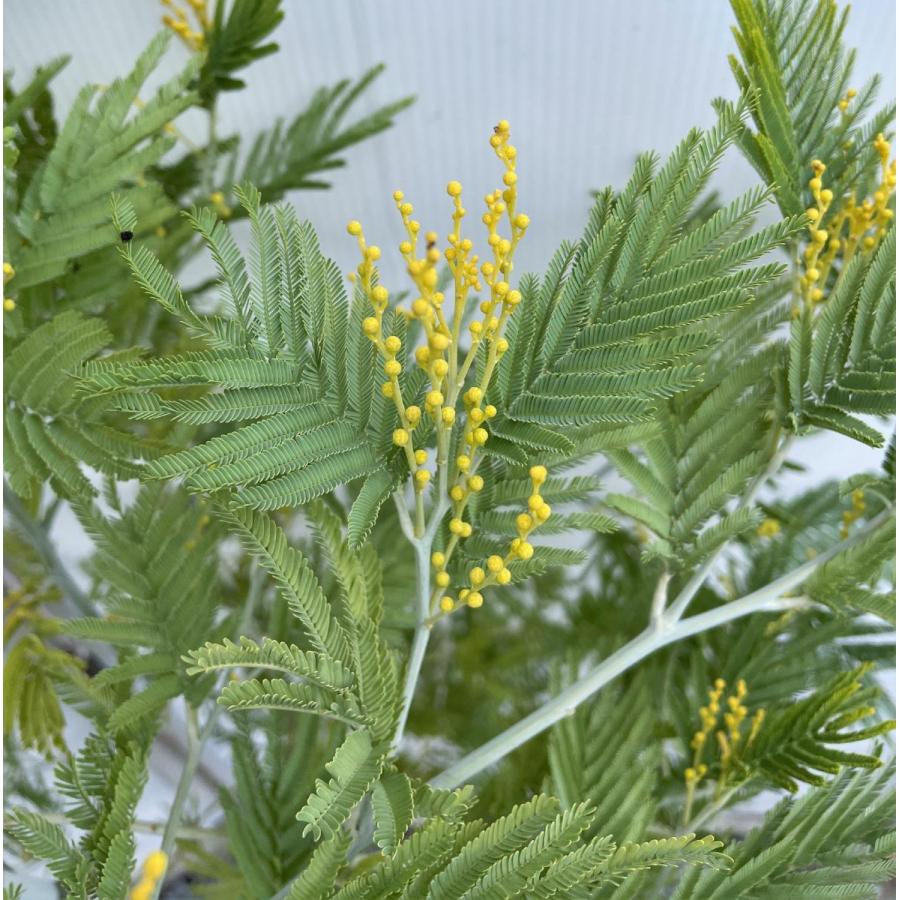 フサアカシア 約2m 現品発送 超特大株 植木苗木大苗 ミモザの木