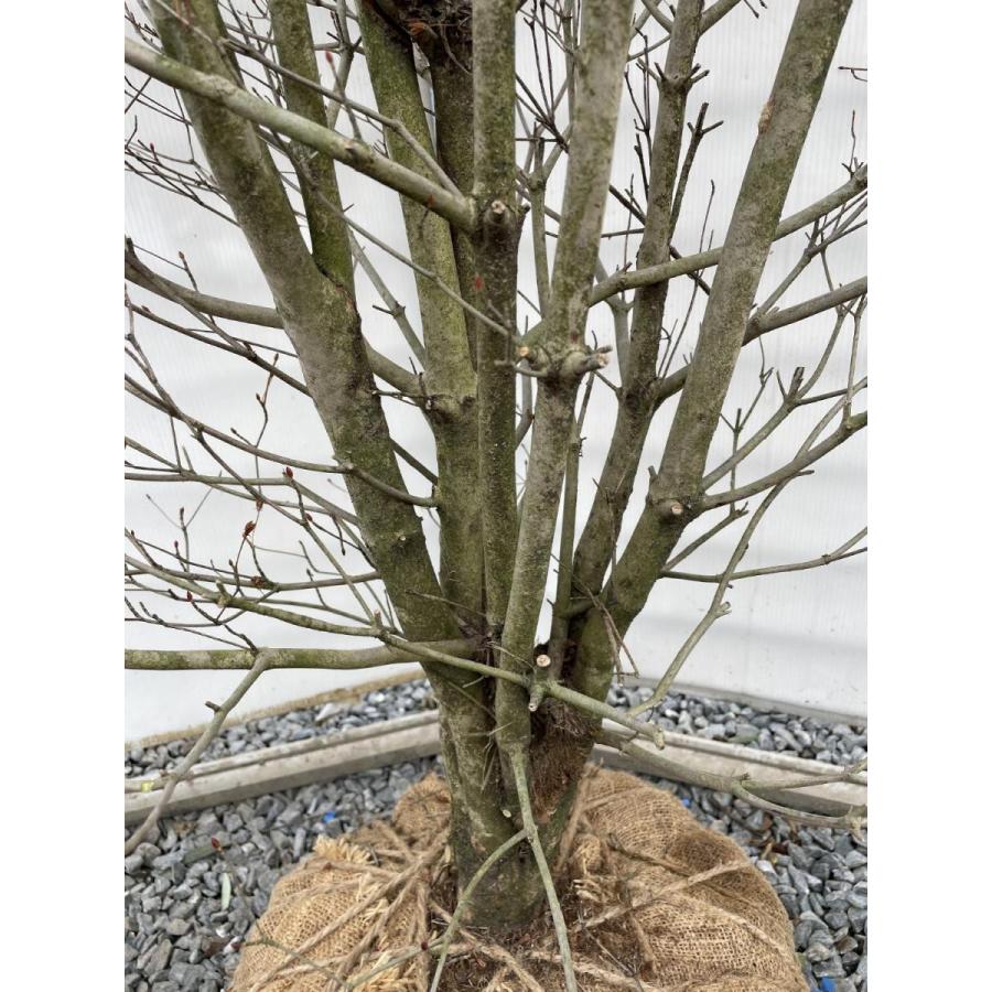 白花　ドウダンツツジ　約1.7m　一点物　豪華株　特大植木苗木大苗　希少な白花　白ドウダン躑躅　送料無料 