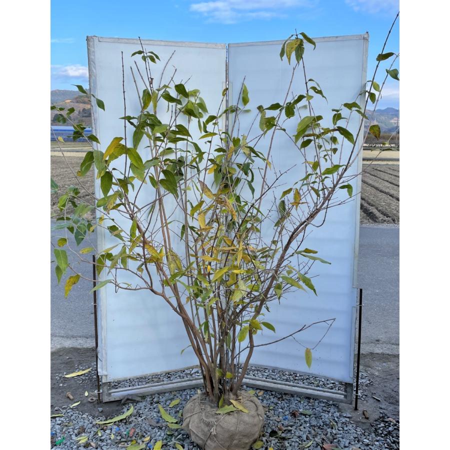 蝋梅　ロウバイ　12本株立ち　約1.9m　一点物　豪華株　現品発送　特大植木苗木大苗　冬に咲く花　送料無料