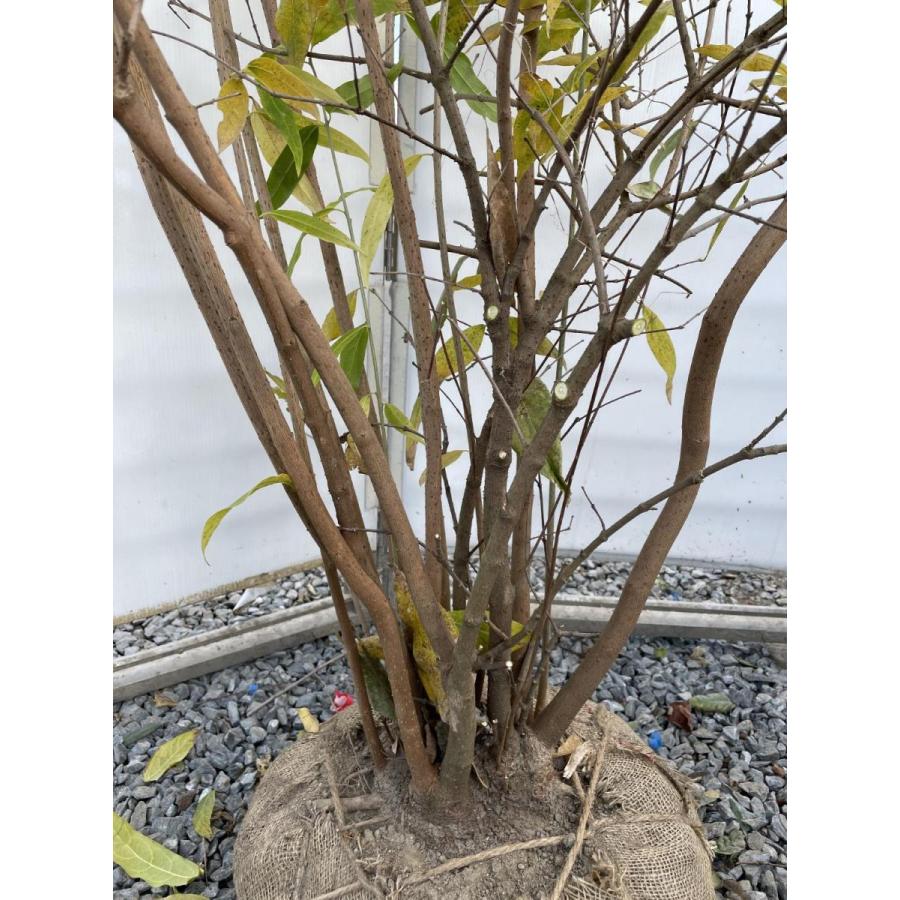 蝋梅　ロウバイ　12本株立ち　約1.9m　一点物　豪華株　現品発送　特大植木苗木大苗　冬に咲く花　送料無料 　約1
