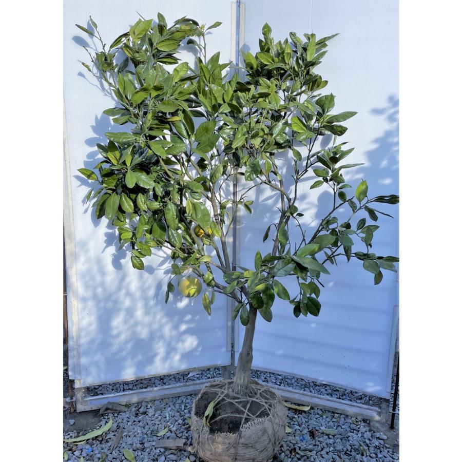 チャンドラポメロ 約1.7m 現品発送 特大株 植木苗木大苗 中晩柑 チャンドラポメロ 約1.7m 現品発送 特大株 植木苗木大苗 中晩柑
