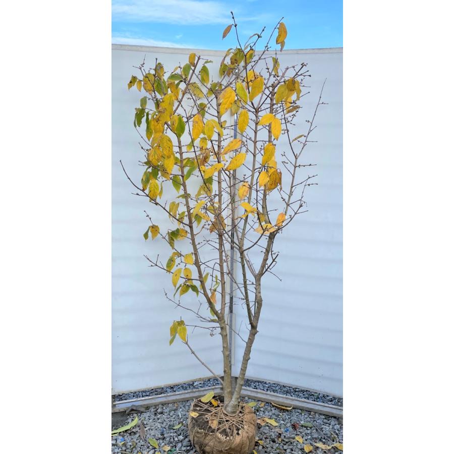 満月蝋梅　満月ロウバイ　株立ち　約1.9m　現品発送　特大株　植木苗木大苗　冬に咲く花　落葉樹　送料無料