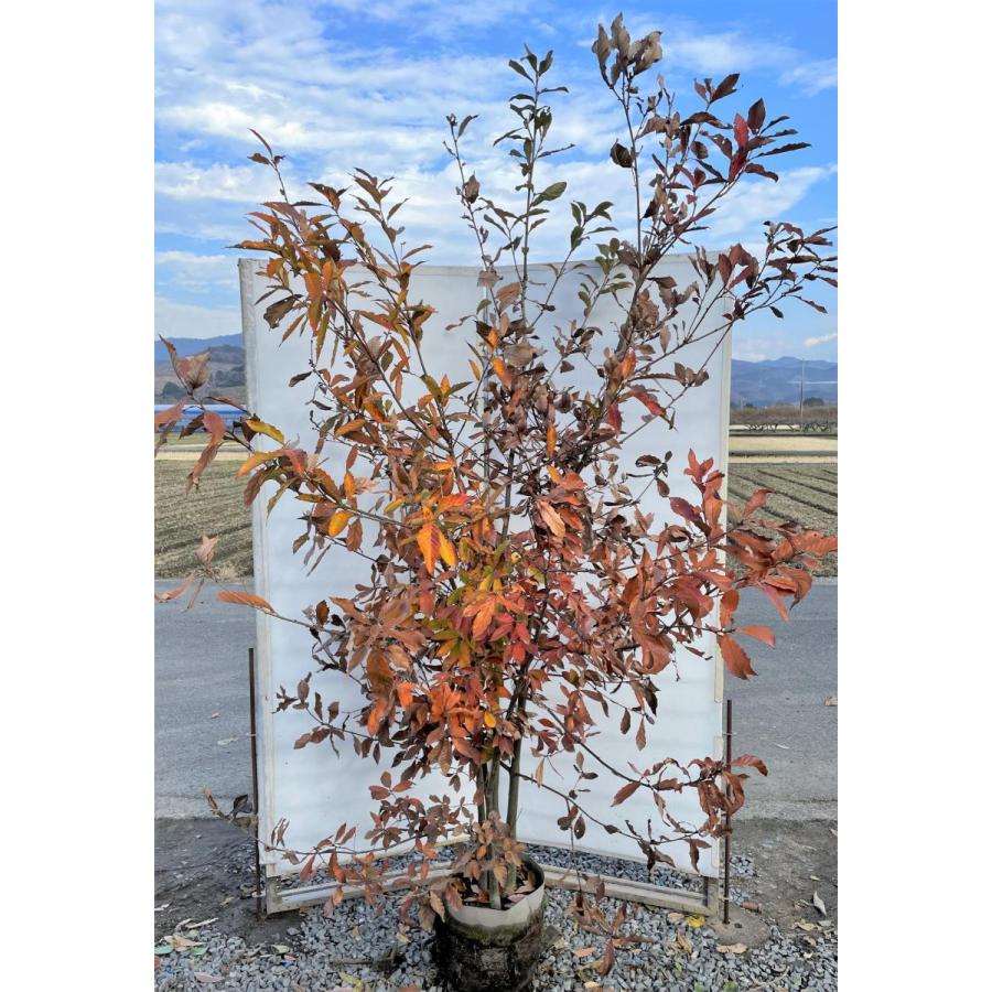 コナラ　株立ち　約2.4m　現品発送　特大株　植木苗木大苗　紅葉が綺麗などんぐりの木　シンボルツリー　送料無料