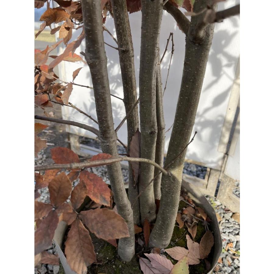 コナラ　株立ち　約2.4m　現品発送　特大株　植木苗木大苗　紅葉が綺麗などんぐりの木　シンボルツリー　送料無料 