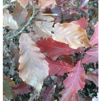 コナラ　株立ち　約2.4m　現品発送　特大株　植木苗木大苗　紅葉が綺麗などんぐりの木　シンボルツリー　送料無料 