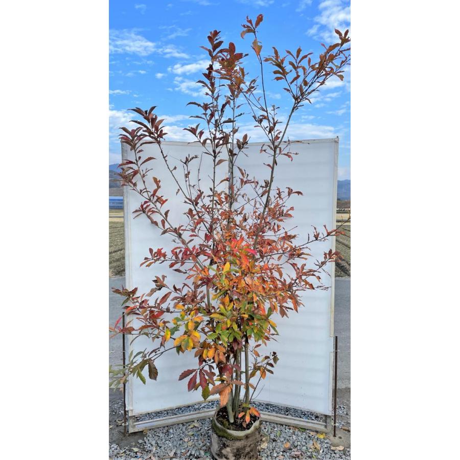 コナラ　株立ち　約2.4m　現品発送　特大株　植木苗木大苗　紅葉が綺麗などんぐりの木　シンボルツリー　送料無料