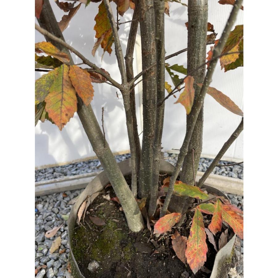 コナラ　株立ち　約2.4m　現品発送　特大株　植木苗木大苗　紅葉が綺麗などんぐりの木　シンボルツリー　送料無料 