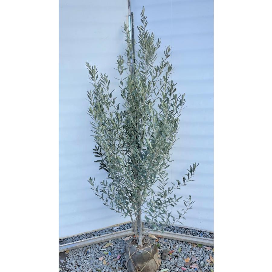 オリーブの木 シプレッシーノ オリーブの木 シプレッシーノ 特大