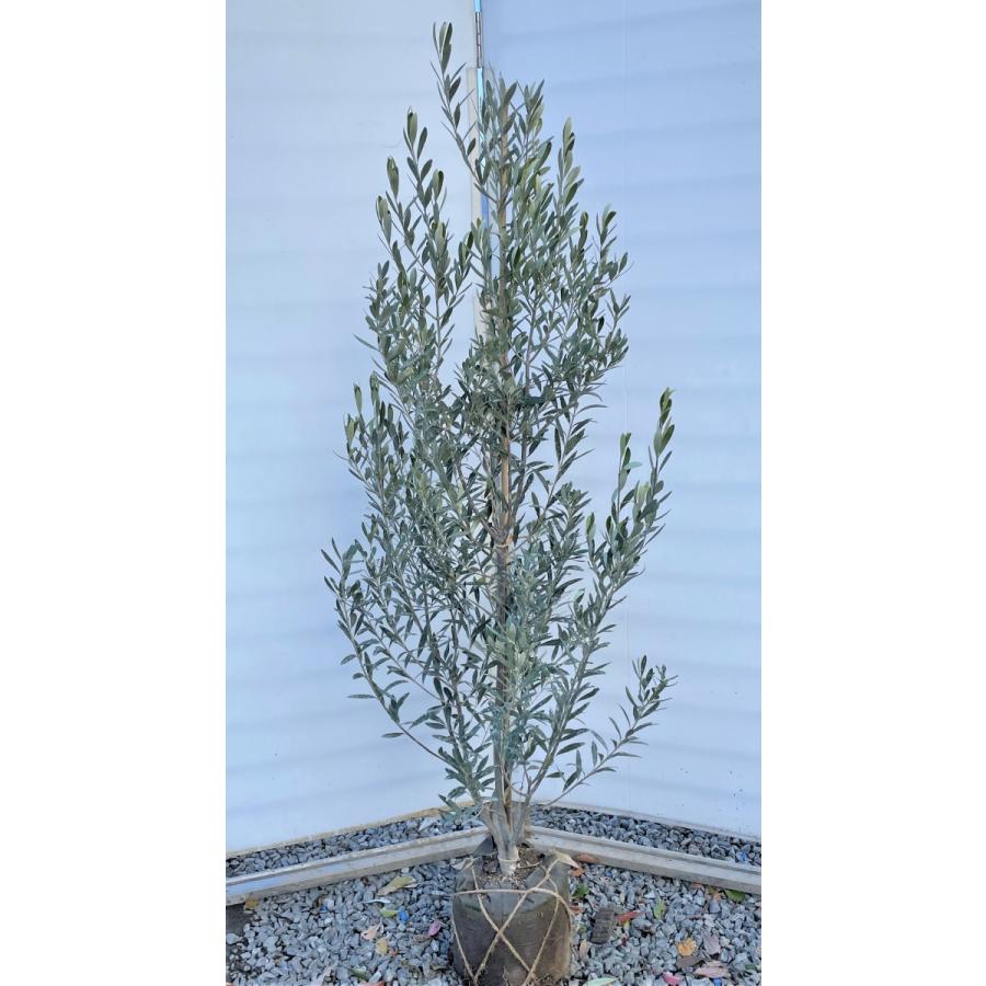 オリーブの木　シプレッシーノ　約1.7m　現品発送　特大植木苗木　チプレッシーノ　チプレシーノ　常緑樹　送料無料
