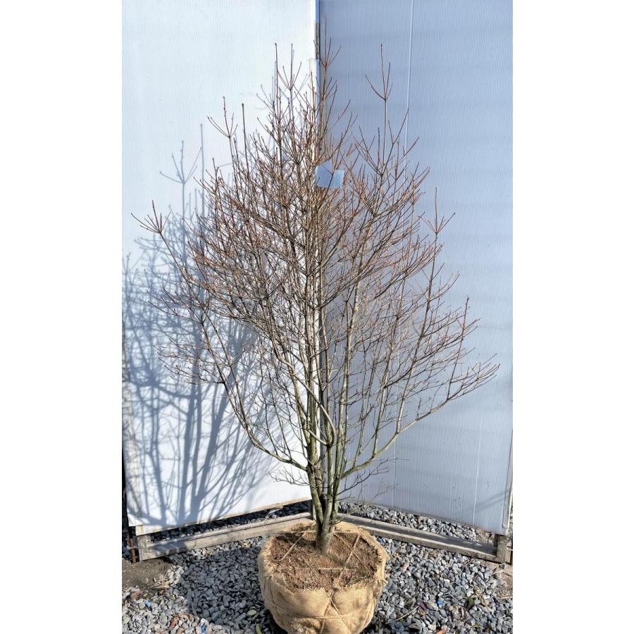 白花 ドウダンツツジ 約1.8m 特大株 植木苗木大苗 希少な白花 白
