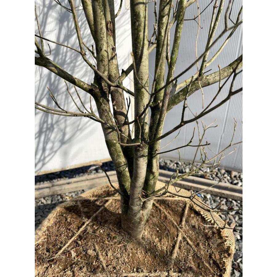 白花 ドウダンツツジ 約1.8m 特大株 植木苗木大苗 希少な白花 白