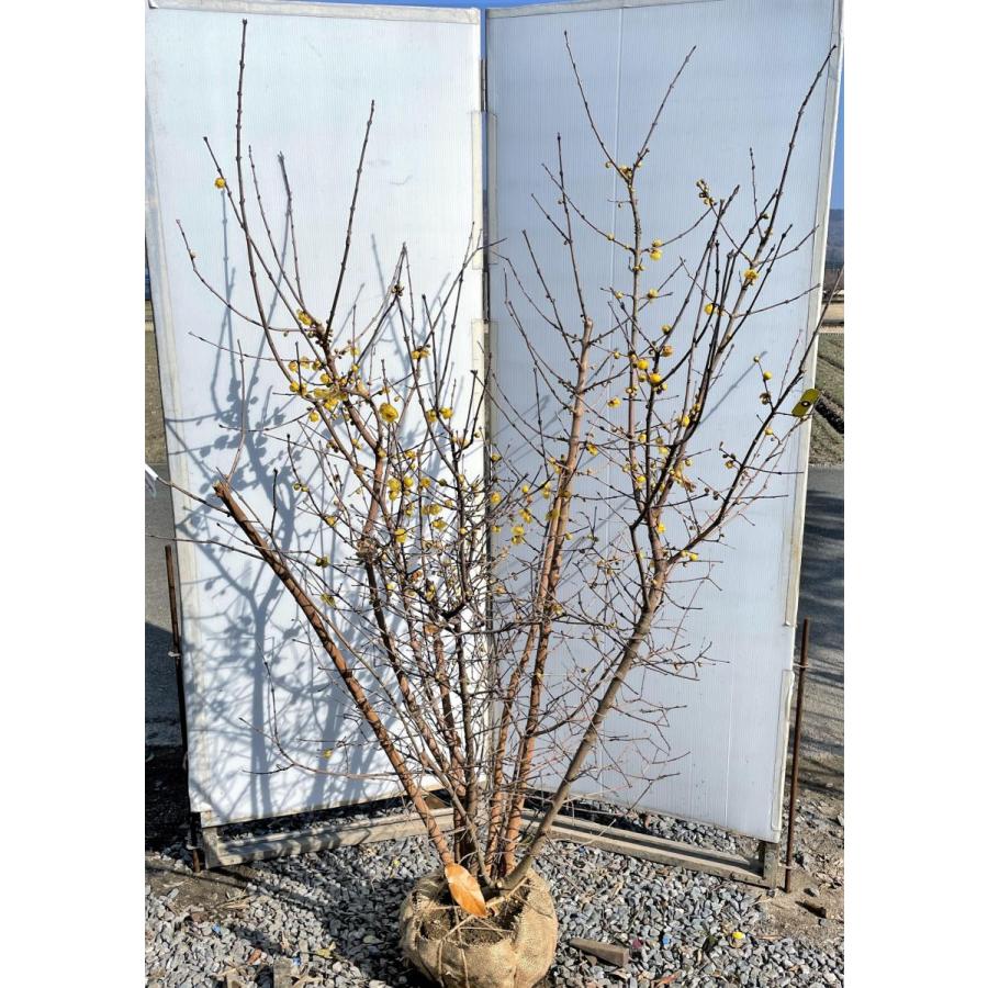 満月蝋梅　満月ロウバイ　株立ち　約1.8m　現品発送　豪華株　特大植木苗木大苗　冬に咲く花　落葉樹　送料無料