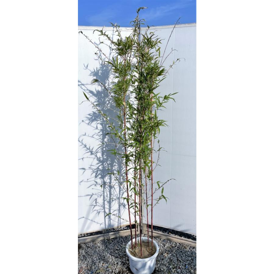 紅寒竹 5本株立ち 約1.9m 現品発送 植木苗木大苗 紅竹 朱竹