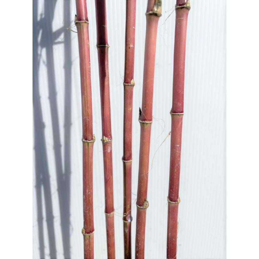 紅寒竹 5本株立ち 約1.9m 現品発送 植木苗木大苗 紅竹 朱竹