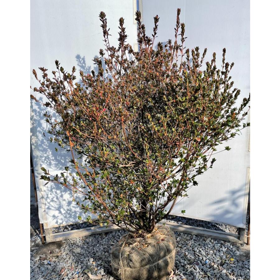 本霧島ツツジ　株立ち　約1.4ｍ　現品発送　豪華株　特大植木苗木大苗　ホンキリシマ　常緑樹　送料無料