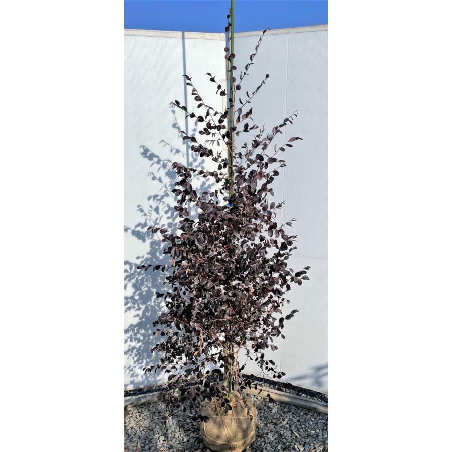紫葉紅花トキキワマンサク ブラックパール 約1.9m 現品発送 特大株