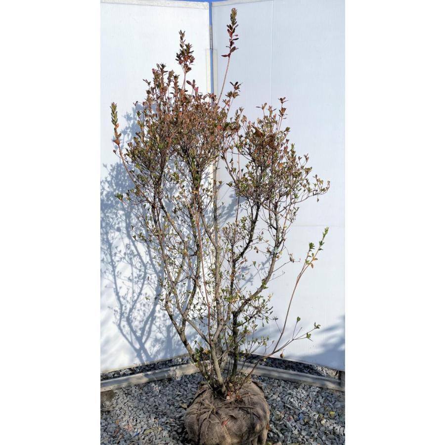 本霧島ツツジ　株立ち　約1.8ｍ　現品発送　超特大株　植木苗木大苗　ホンキリシマ　本キリシマ　常緑樹　送料無料