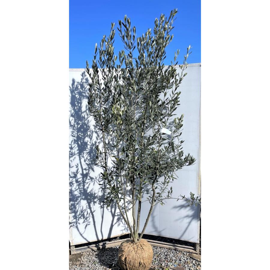 在庫品即日発送 オリーブの木 シプレッシーノ ５本株立ち 約2 3m 現品発送 一点物 豪華株 特大植木苗木大苗 チプレッシーノ 常緑樹 送料無料 株安 Visitylojarvi Fi