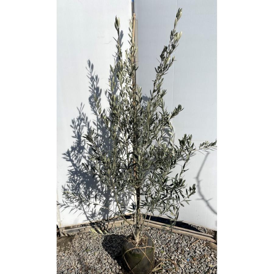 オリーブの木　シプレッシーノ　約1.7m　現品発送　特大植木苗木　チプレッシーノ　チプレシーノ　常緑樹　送料無料