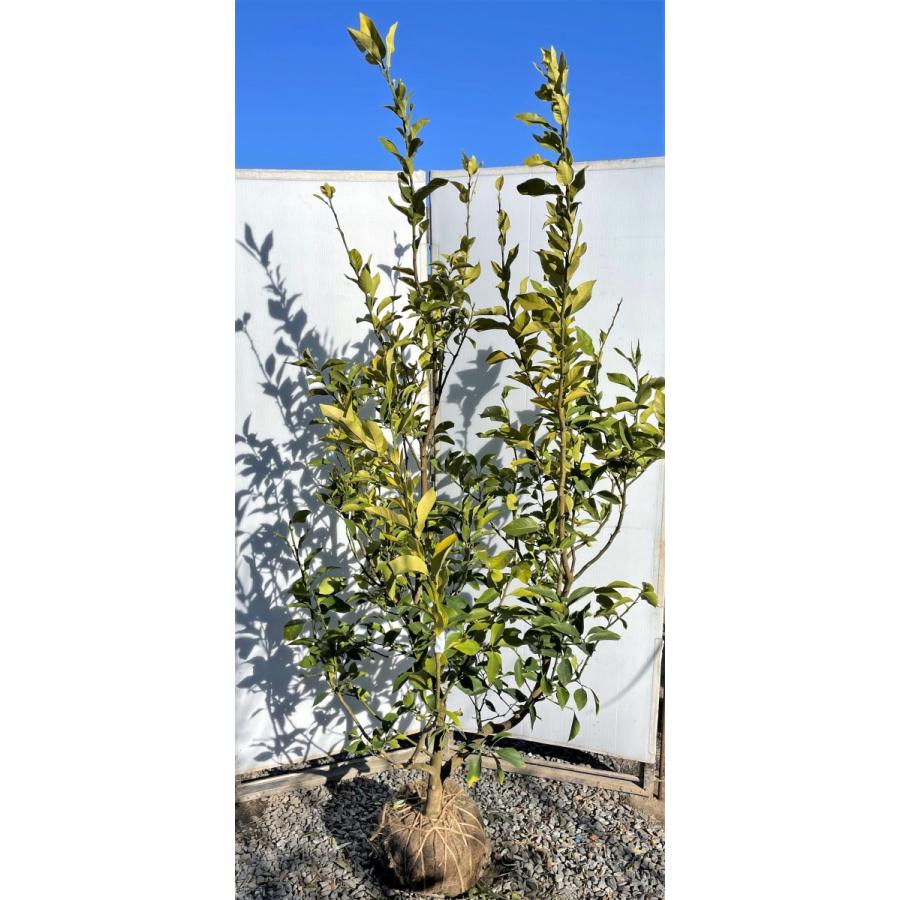 大玉レモンの木 リスボンレモン 常緑樹 果樹 植木苗木 檸檬の木 特大株 現品発送 約２ｍ 送料無料 鉢植えに 格安販売の 約２ｍ