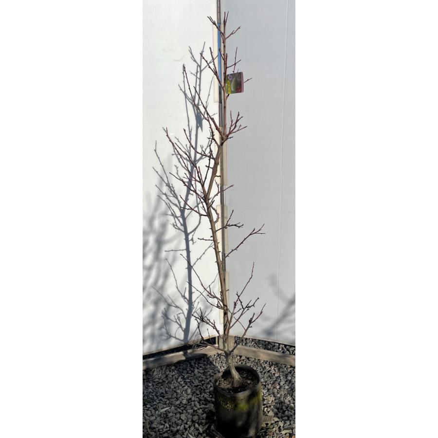 アーモンドの木　約1.8ｍ　現品発送　特大株　植木苗木大苗　桜の様な花が咲く果樹　送料無料