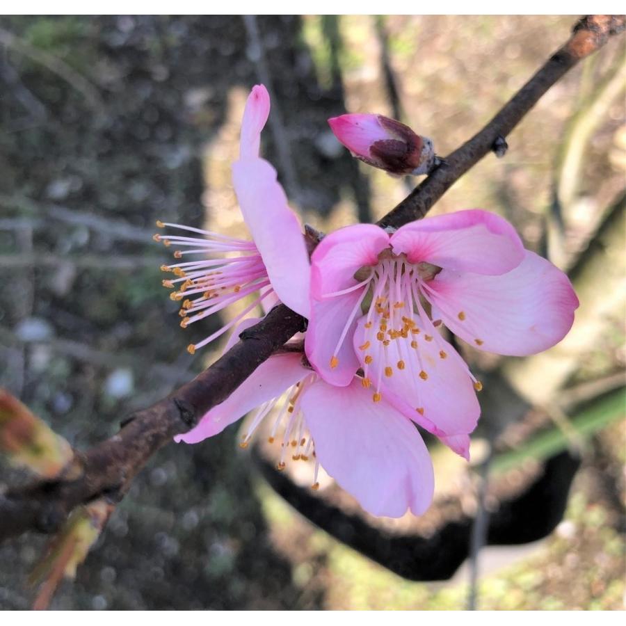 アーモンドの木　約1.8ｍ　現品発送　特大株　植木苗木大苗　桜の様な花が咲く果樹　送料無料 