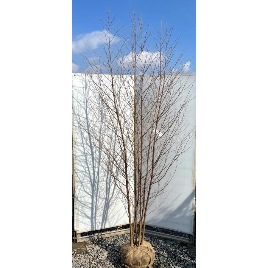 エゴノキ/大株立ち【現品発送】管理70858 エゴノキ/大株立ち【現品発送】管理70858 エゴノキ/大株立ち【現品発送