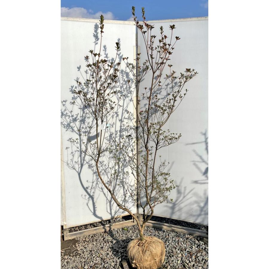 本霧島ツツジ 株立ち 約2m 現品発送 超特大株 植木苗木大苗