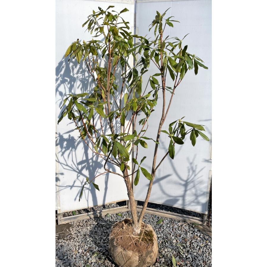 東京 セール 西洋シャクナゲ スーパーロディ 株立ち 約1 8ｍ 現品発送 超特大株 植木苗木大苗 品種不明 赤花石楠花 常緑樹 送料無料 superrody1816k2 大福樹苗園 通販 Yahoo ショッピング 品特価 Esraapharma Com