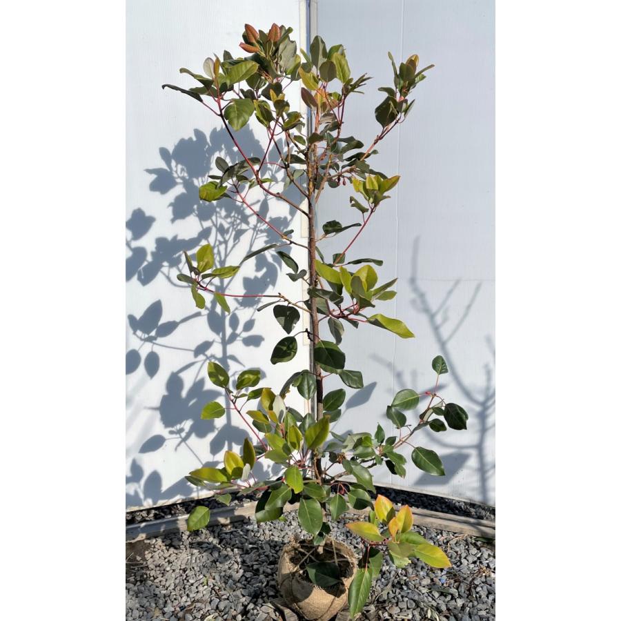 ロドレイアの木 約1.5m 現品発送 特大株 植木苗木 シャクナゲモドキ