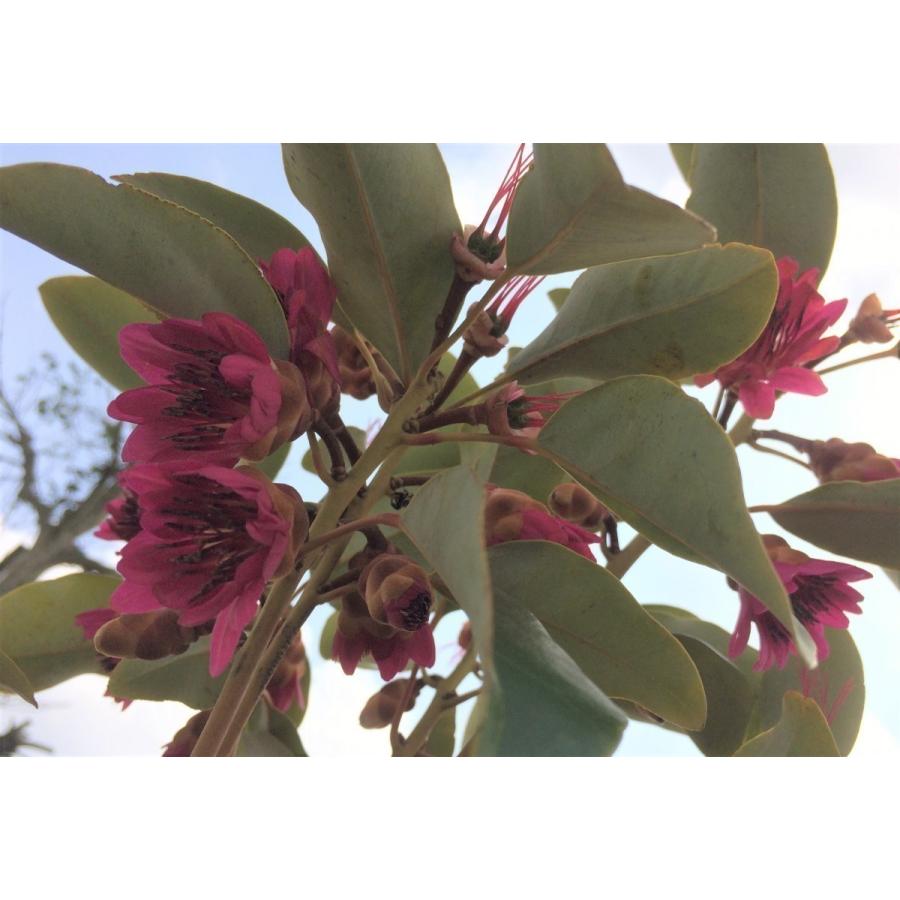 ロドレイアの木 約1.5m 現品発送 特大株 植木苗木 シャクナゲモドキ