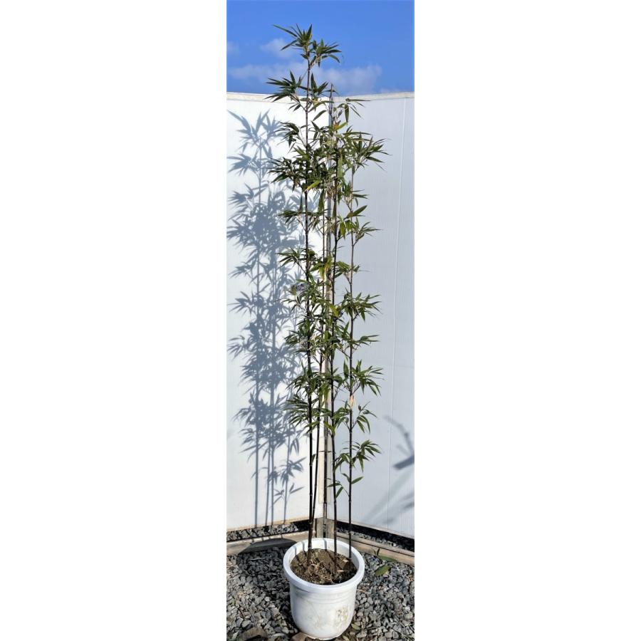 黒竹 株立ち 約2m 現品発送 特大株 植木苗木大苗 鉢植えクロチク