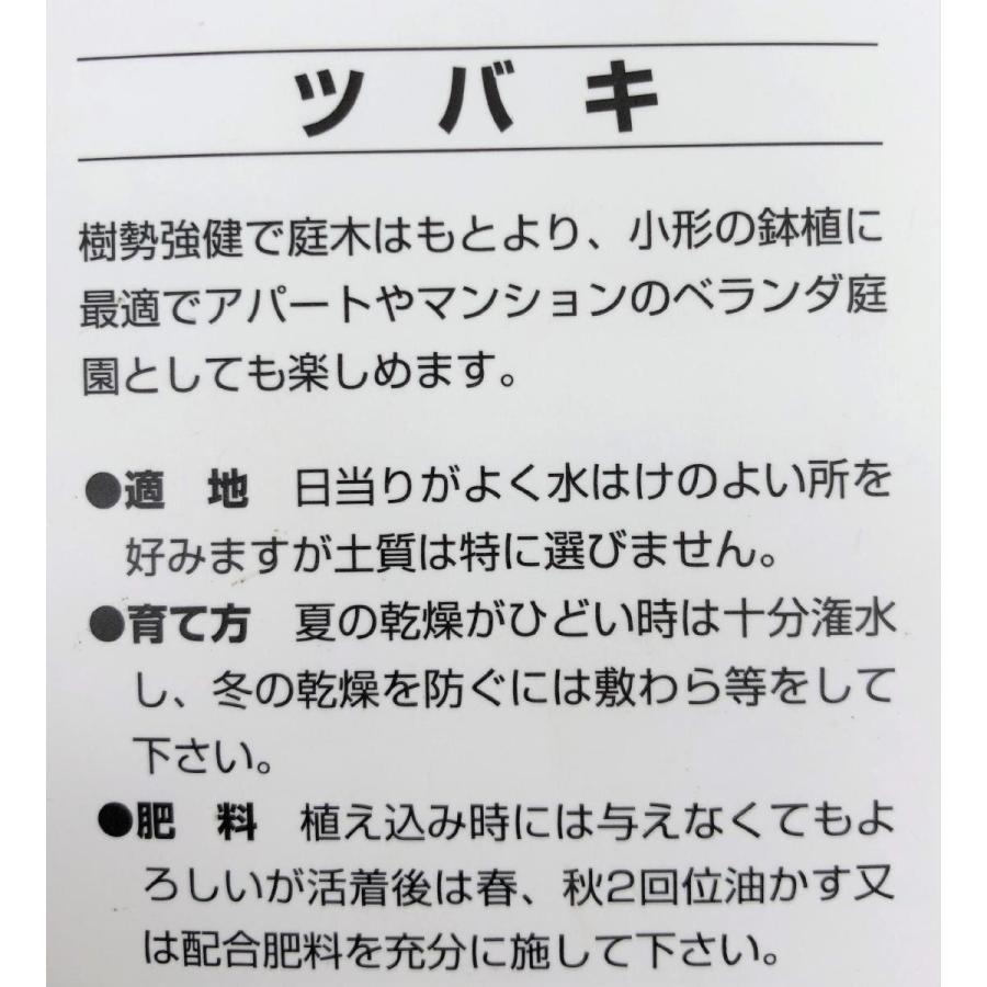 椿の木　紅唐子椿　約1.7ｍ　現品発送　紅花ツバキ　赤花カラコ椿　特大植木苗木大苗　常緑樹　送料無料｜daifukujyubyou｜02