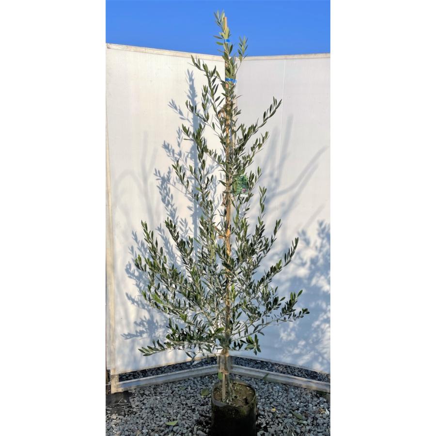 オリーブの木2m ガーデニング