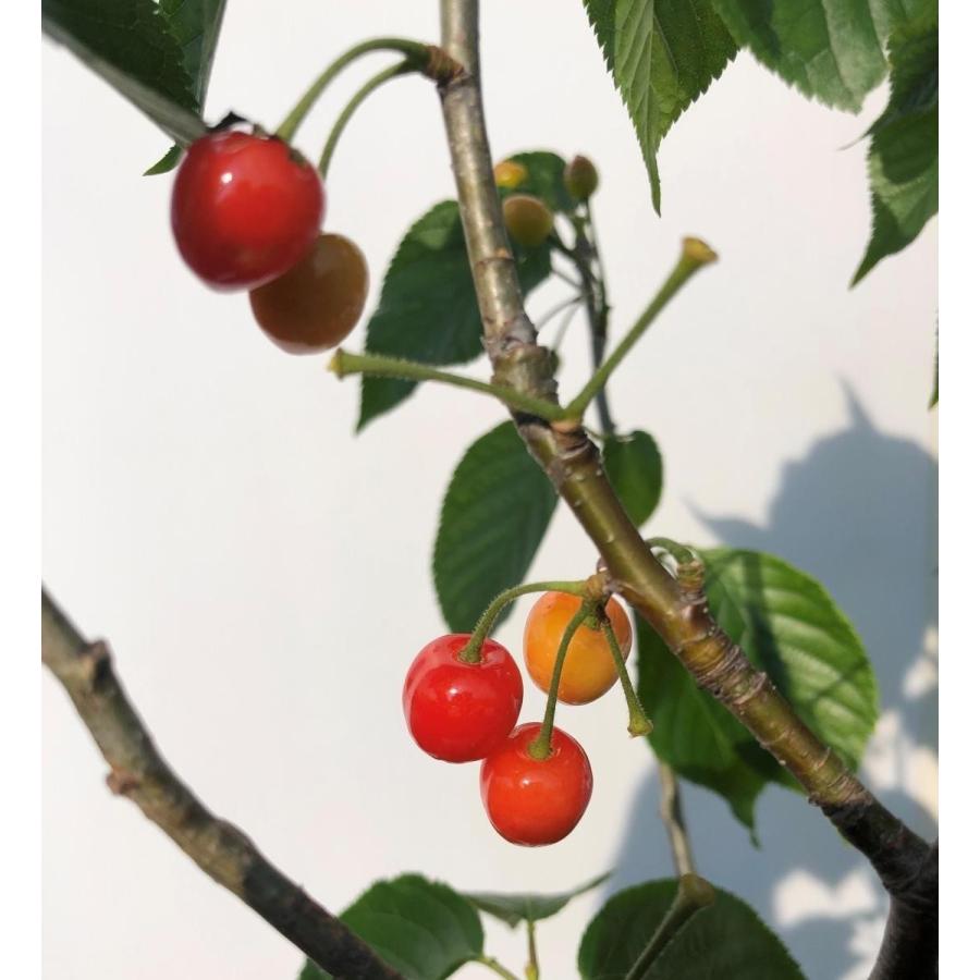 暖地さくらんぼ　約2.1ｍ　現品発送　特大株　鉢植え　特大苗木　果樹　桜桃　オウトウ　送料無料 