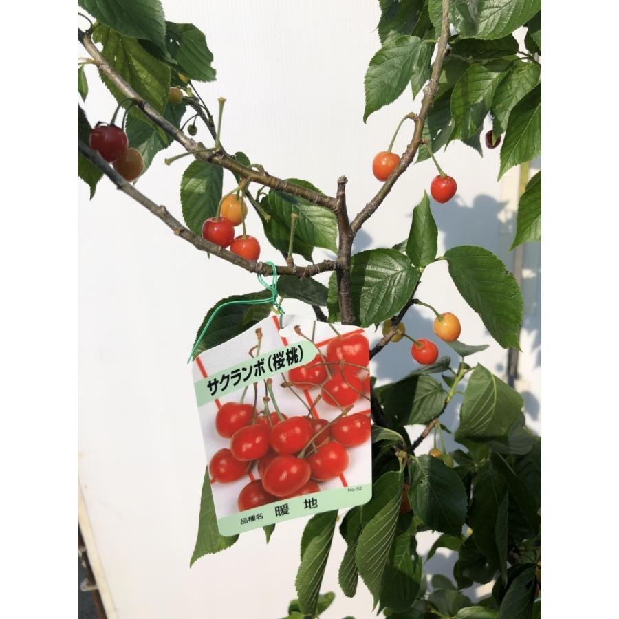 暖地さくらんぼ 約1 8ｍ 現品発送 特大株 鉢植え 特大苗木 果樹 桜桃 オウトウ 送料無料 danti1816 大福樹苗園 通販 Yahoo ショッピング