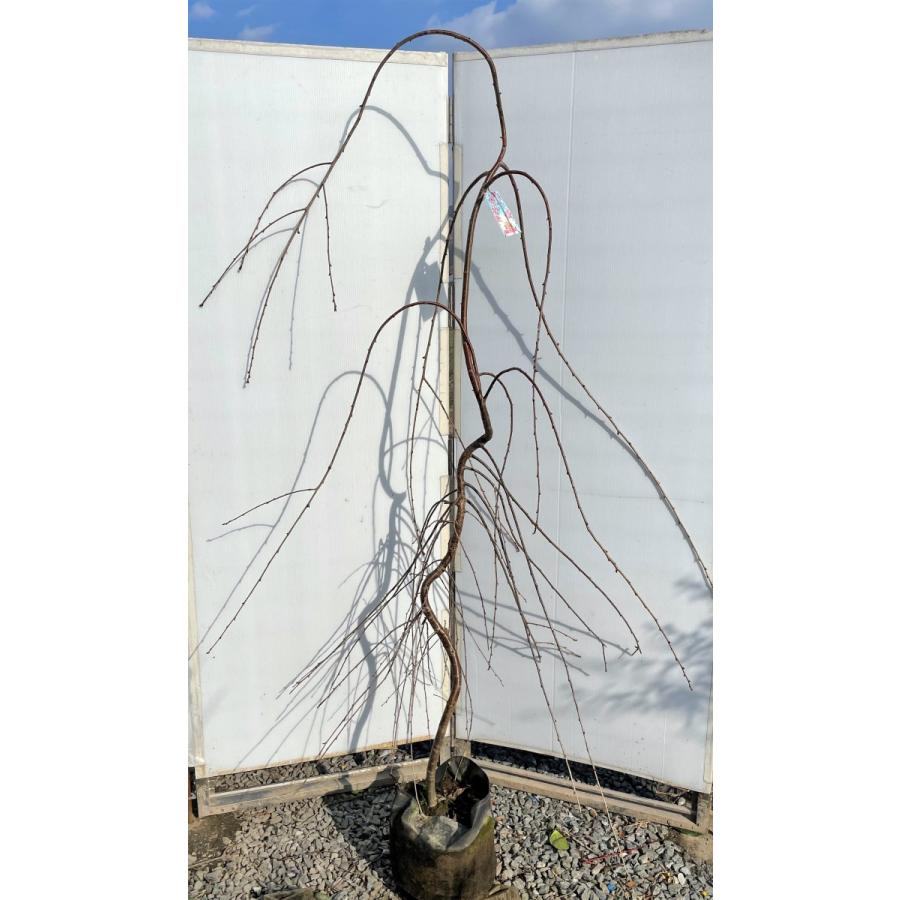 しだれ富士桜　約２ｍ　現品発送　美樹形株　２色咲きに見えるしだれ桜　特大植木苗木　富士しだれ桜　送料無料