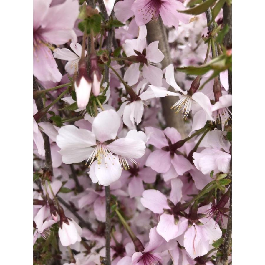 しだれ富士桜　約２ｍ　現品発送　美樹形株　２色咲きに見えるしだれ桜　特大植木苗木　富士しだれ桜　送料無料 