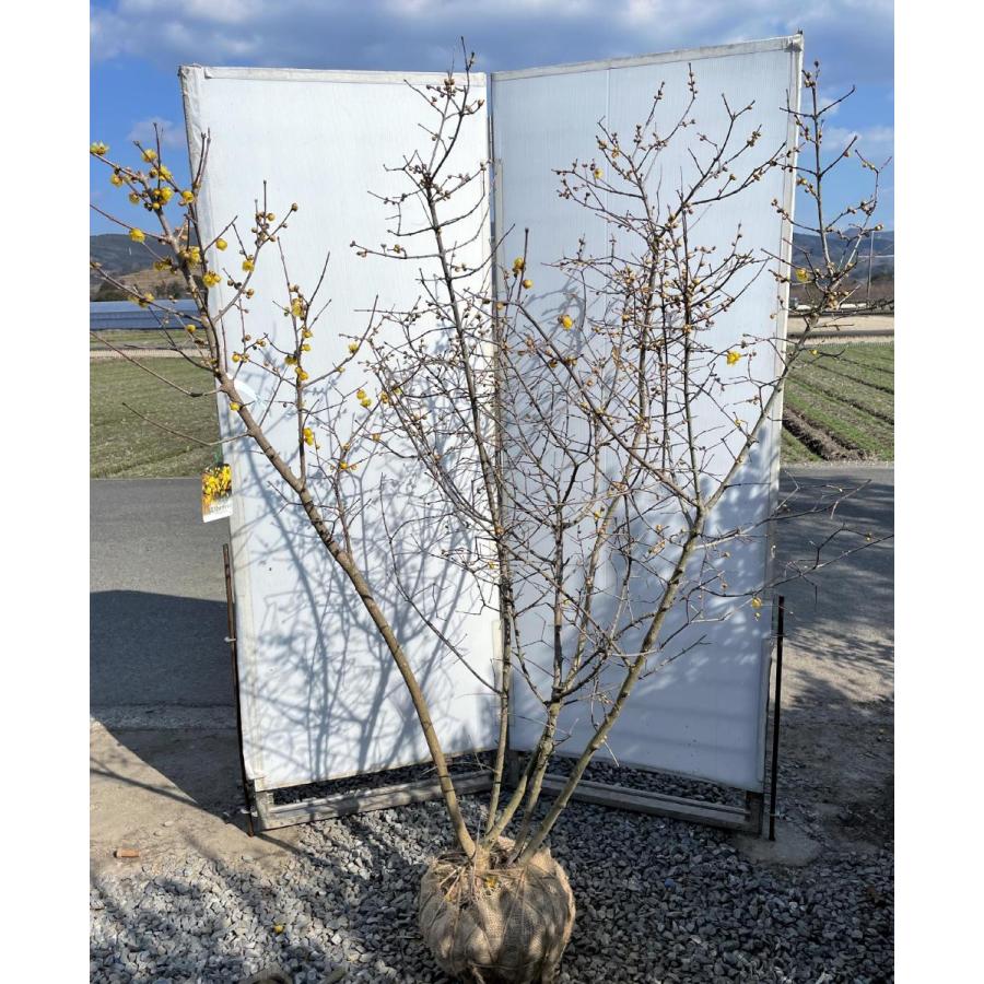 満月蝋梅　満月ロウバイ　株立ち　約1.8m　現品発送　豪華株　特大植木苗木大苗　冬に咲く花　落葉樹　送料無料